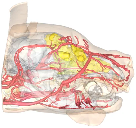 3D reconstruction image for the Laishun veterinary case